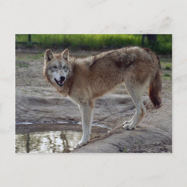 Cartão Postal Wolf Cinza Wolf Postcard (Frente)