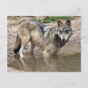 Cartão Postal Wolf Cinza Wolf Postcard