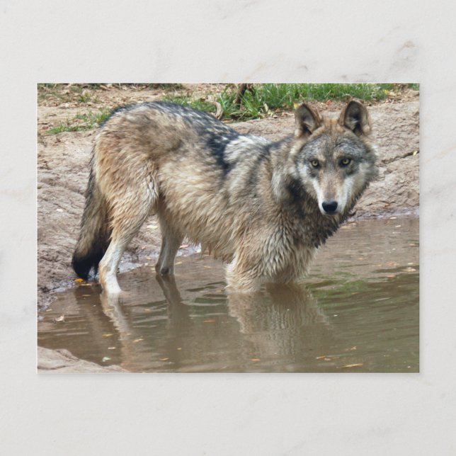 Cartão Postal Wolf Cinza Wolf Postcard (Frente)