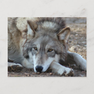 Cartão Postal Wolf Cinza Wolf Postcard