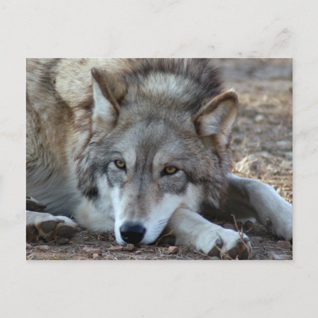 Cartão Postal Wolf Cinza Wolf Postcard (Frente)