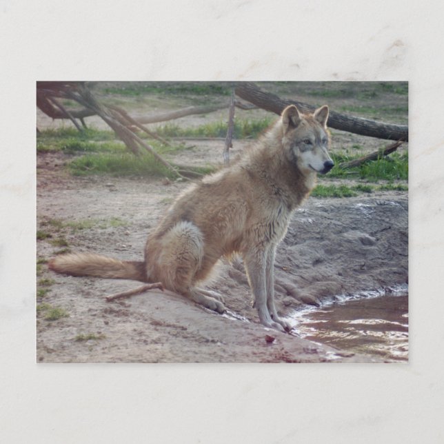 Cartão Postal Wolf Cinza Wolf Postcard (Frente)