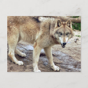 Cartão Postal Wolf Cinza Wolf Postcard