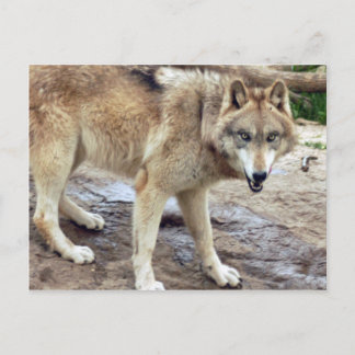 Cartão Postal Wolf Cinza Wolf Postcard