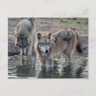Cartão Postal Wolf Cinza Wolf Postcard