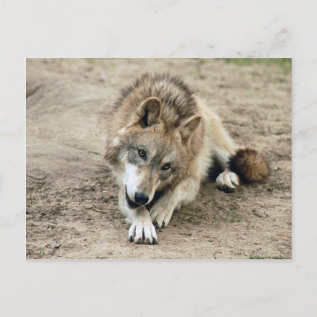 Cartão Postal Wolf Cinza Wolf Postcard (Frente)