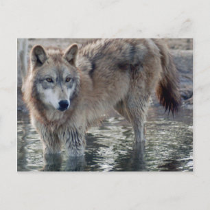 Cartão Postal Wolf Cinza Wolf Postcard