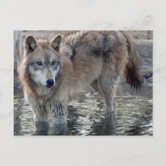 Cartão Postal Wolf Cinza Wolf Postcard