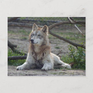 Cartão Postal Wolf Cinza Wolf Postcard