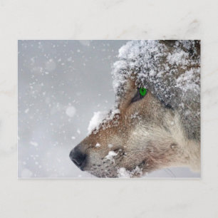 Cartão postal Wolf coberto por neve