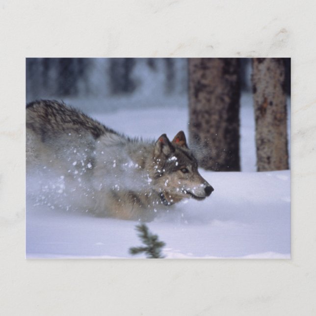 Cartão Postal Wolf Correndo Na Neve (Frente)