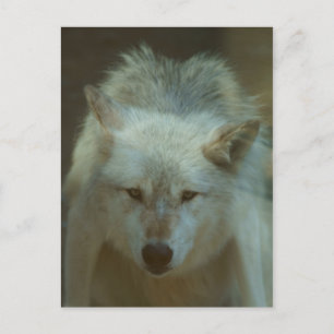 Cartão postal Wolf da cinza