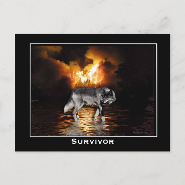 Cartão postal Wolf da cinza (Frente)