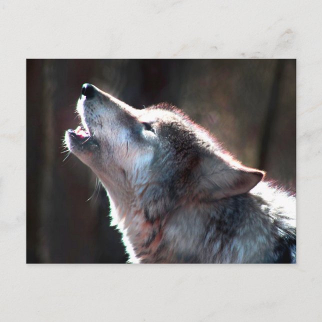 Cartão Postal Wolf Howling Lone Wolf (Frente)