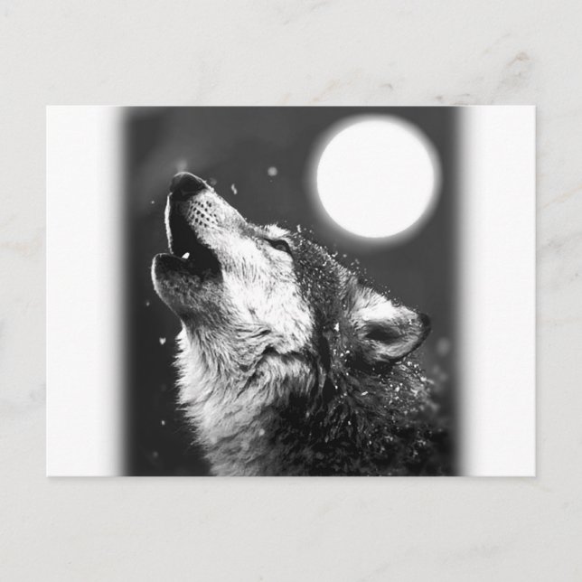 Cartão Postal Wolf Howling na Lua (Frente)