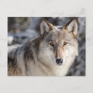 Cartão Postal Wolf no Cartão-postal da neve