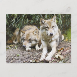Cartão Postal Wolf Pair Descansando na Floresta Selvagem