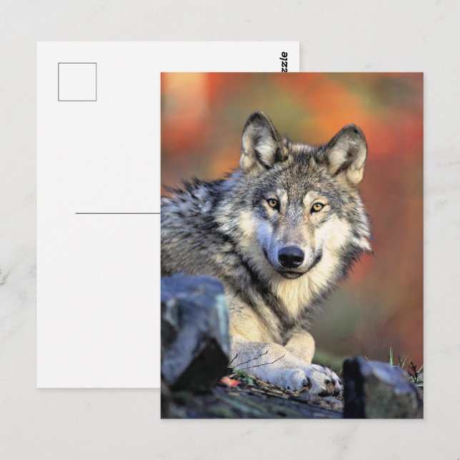 Cartão Postal Wolf Portrait (Frente/Verso)