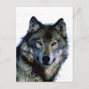 Cartão Postal Wolf Portrait