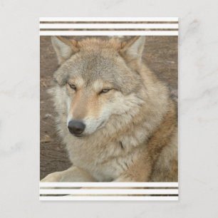 Cartão Postal Wolf Postcard