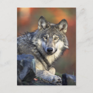 Cartão Postal Wolf Postcard