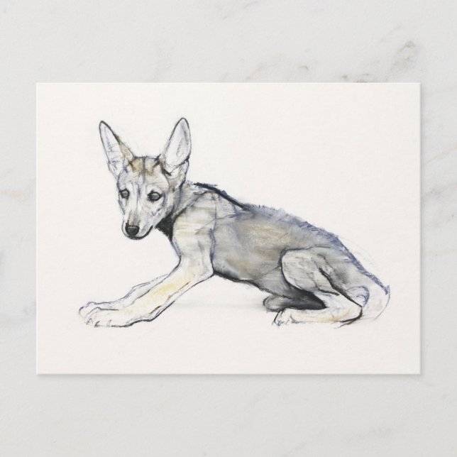 Cartão Postal Wolf Pup Árabe Adolescente 2009 (Frente)