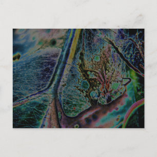 Cartão Postal Wolf Spider Nebula