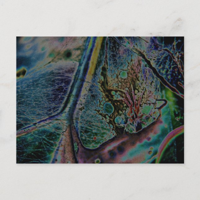 Cartão Postal Wolf Spider Nebula (Frente)