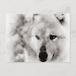 Cartão Postal Wolf Spirit