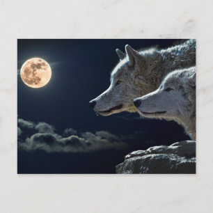 Cartão Postal Wolf Wolves Howling na lua cheia à noite