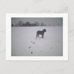 Cartão Postal Wolfhound na neve