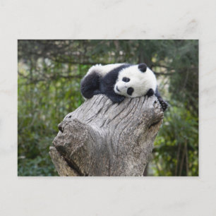 Cartão Postal Wolong Reserve, China, Baby panda dormindo