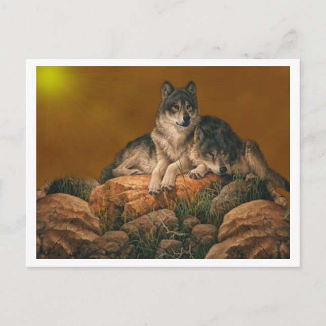 Cartão Postal Wolves Postcard (Frente)