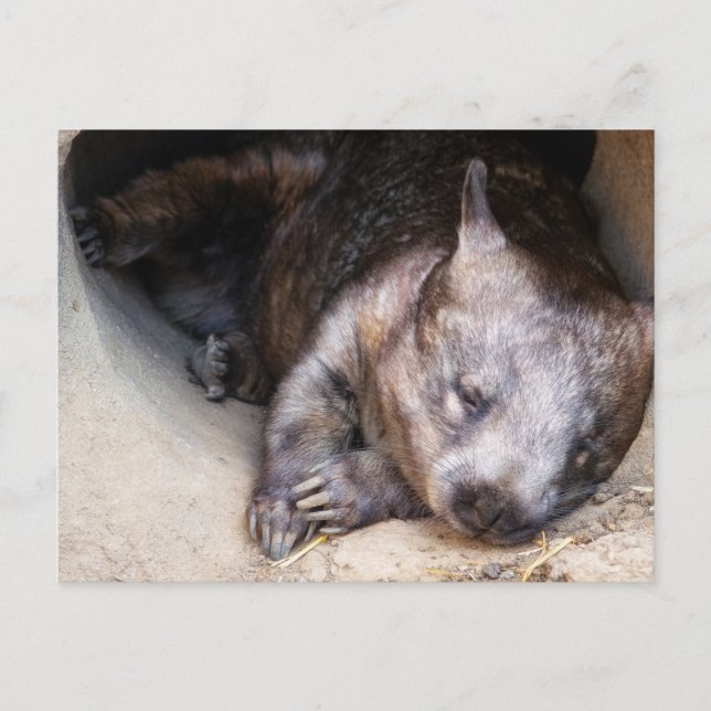 Cartão Postal Wombat (Frente)
