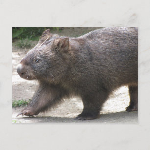 Cartão Postal Wombat