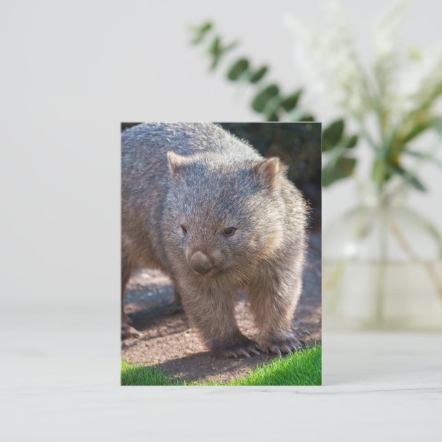 Cartão Postal Wombat Adorável (Em pé/Frente)