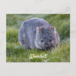 Cartão Postal Wombat Fofo Personalizado Animal Tasmânia Austráli