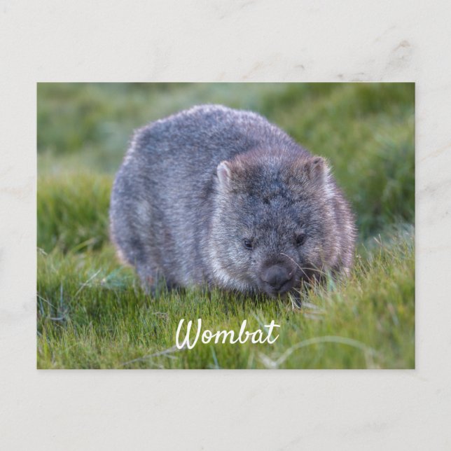 Cartão Postal Wombat Fofo Personalizado Animal Tasmânia Austráli (Frente)