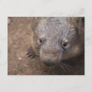 Cartão Postal Wombat Kiss