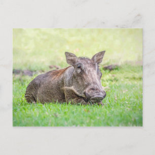 Cartão Postal Wonderful Warthog Postcard