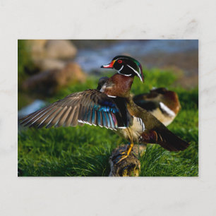 Cartão Postal Wood Duck Wing