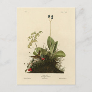 Cartão Postal Wood Wren (House Wren), Birds of America, de Audub