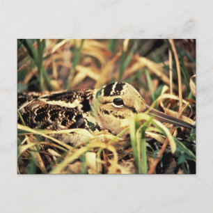 Cartão Postal Woodcock no Nest