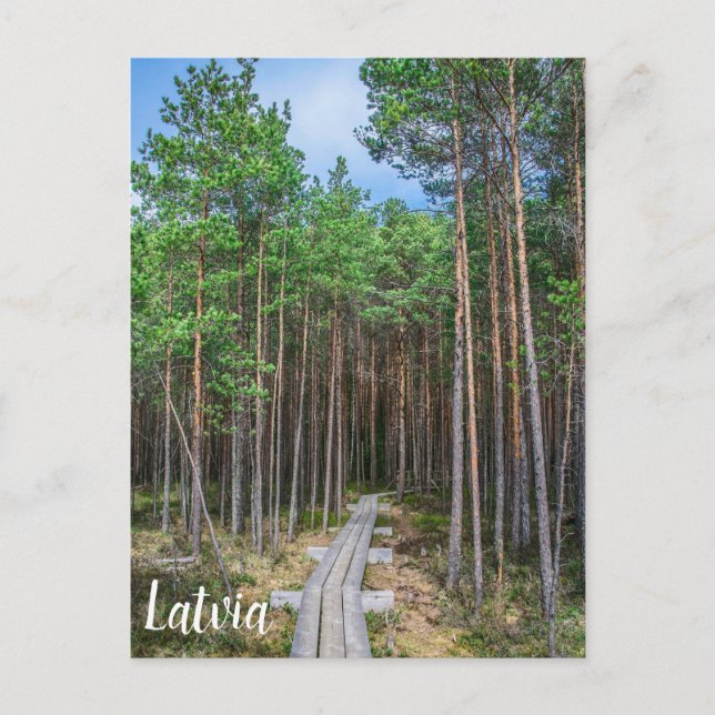 Cartão Postal Wooden trail in pine forest (Frente)