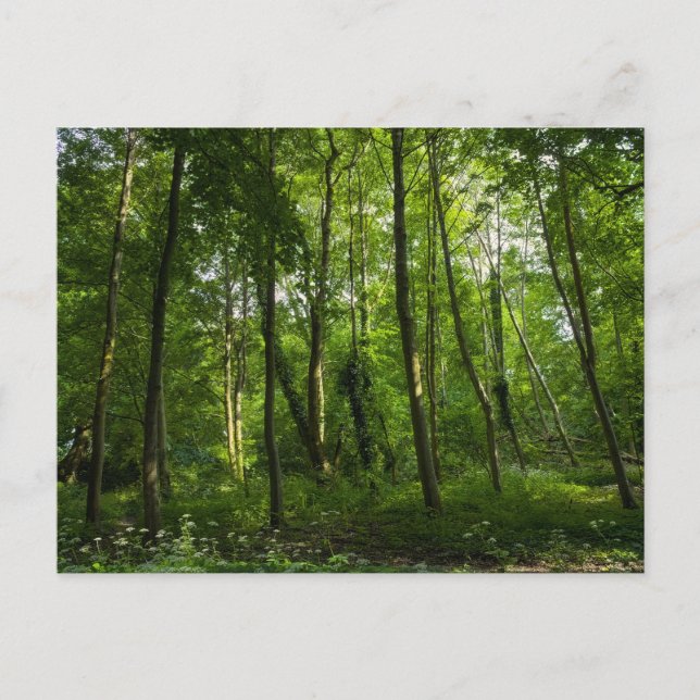 Cartão Postal Woodland. Blackweir Woods, Bute Park, Cardiff, Wal (Frente)