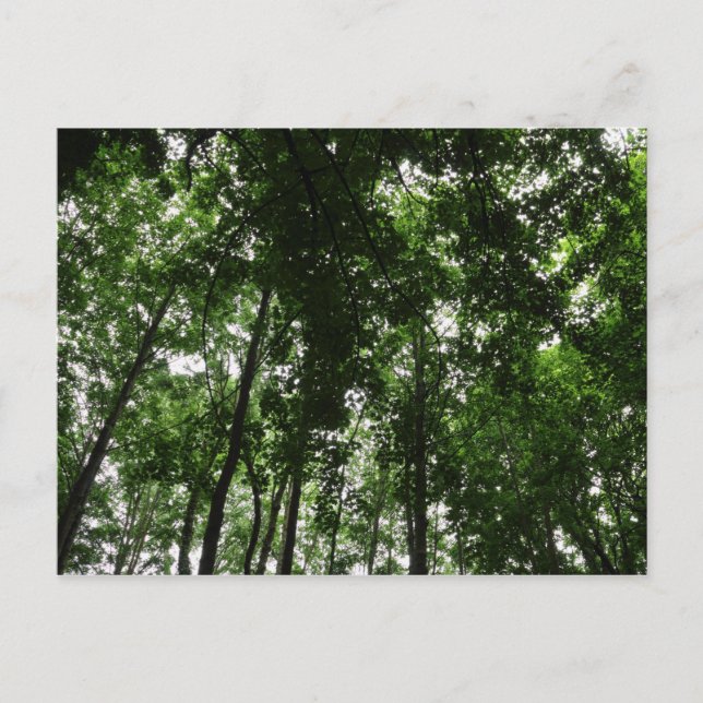 Cartão Postal Woodland Canopy 01 (Frente)