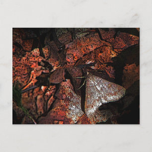 Cartão Postal Woodland Moth