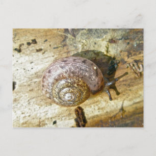 Cartão postal Woodland Snail