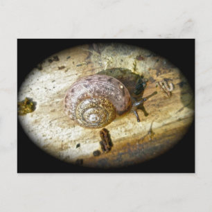 Cartão postal Woodland Snail