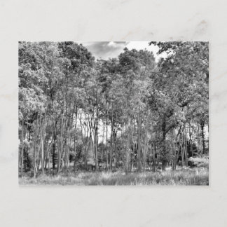 Cartão Postal Woodland Walk